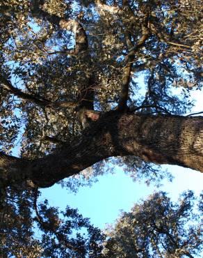 Fotografia 5 da espécie Quercus rotundifolia no Jardim Botânico UTAD