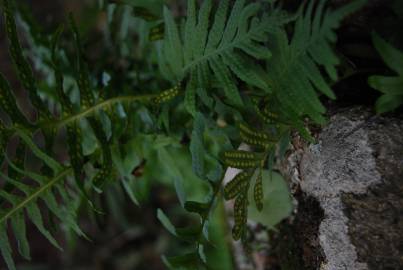 Fotografia da espécie Polypodium interjectum