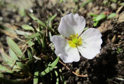 Fotografia da espécie Baldellia alpestris