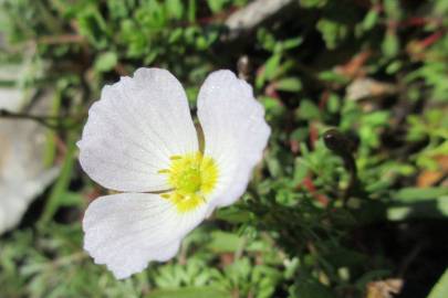Fotografia da espécie Baldellia alpestris