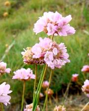 Fotografia da espécie Armeria duriaei