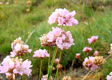 Fotografia da espécie Armeria duriaei