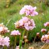 Fotografia 1 da espécie Armeria duriaei do Jardim Botânico UTAD