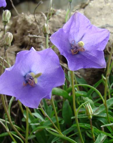 Fotografia de capa Campanula rotundifolia subesp. rotundifolia - do Jardim Botânico