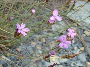 Fotografia da espécie Dianthus pungens subesp. brachyanthus