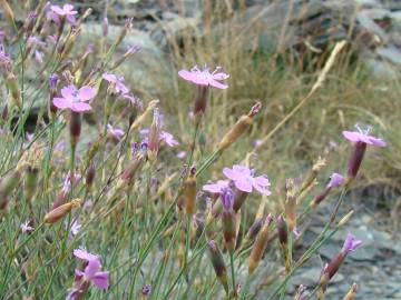 Fotografia da espécie Dianthus pungens subesp. brachyanthus