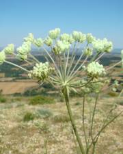 Fotografia da espécie Magydaris panacifolia