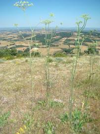 Fotografia da espécie Magydaris panacifolia