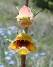 Fotografia da espécie Digitalis obscura