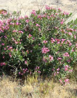 Fotografia 5 da espécie Nerium oleander no Jardim Botânico UTAD