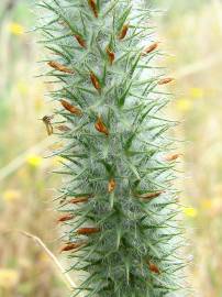 Fotografia da espécie Trifolium angustifolium