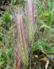 Hordeum murinum subesp. leporinum