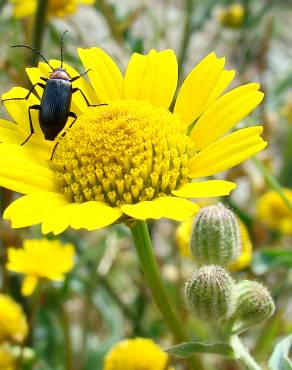 Fotografia 1 da espécie Coleostephus myconis no Jardim Botânico UTAD