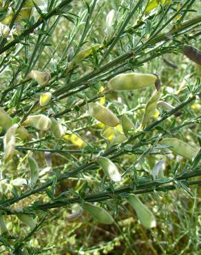 Fotografia 7 da espécie Cytisus multiflorus no Jardim Botânico UTAD