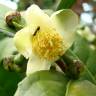 Fotografia 3 da espécie Camellia sinensis do Jardim Botânico UTAD
