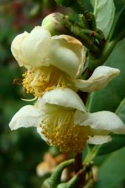 Fotografia da espécie Camellia sinensis