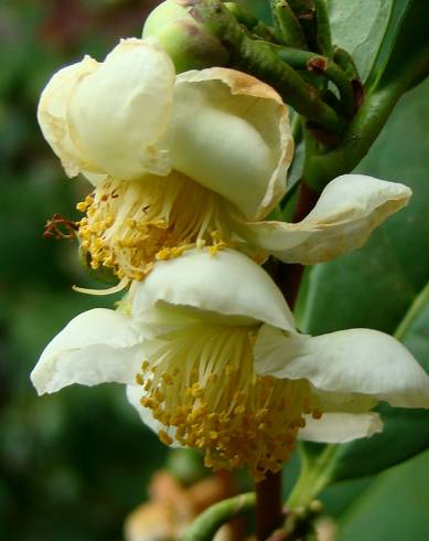 Fotografia de capa Camellia sinensis - do Jardim Botânico