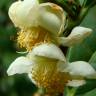 Fotografia 1 da espécie Camellia sinensis do Jardim Botânico UTAD
