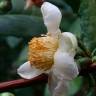 Fotografia 4 da espécie Camellia sinensis do Jardim Botânico UTAD