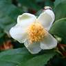 Fotografia 5 da espécie Camellia sinensis do Jardim Botânico UTAD