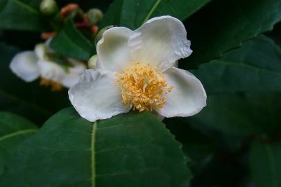 Fotografia da espécie Camellia sinensis