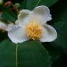 Fotografia 6 da espécie Camellia sinensis do Jardim Botânico UTAD