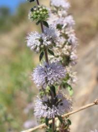 Fotografia da espécie Mentha cervina