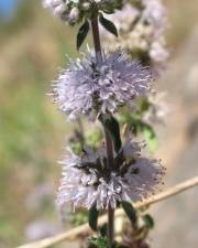 Fotografia da espécie Mentha cervina