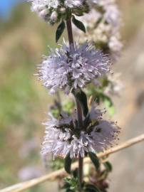 Fotografia da espécie Mentha cervina