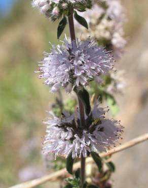 Fotografia 1 da espécie Mentha cervina no Jardim Botânico UTAD