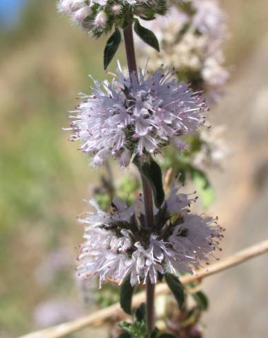 Fotografia de capa Mentha cervina - do Jardim Botânico