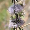 Fotografia 1 da espécie Mentha cervina do Jardim Botânico UTAD