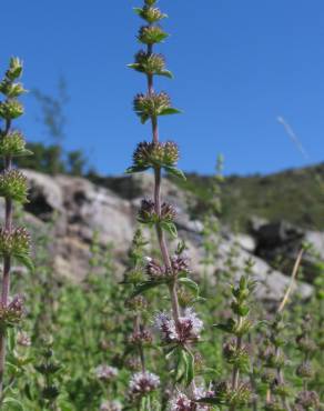 Fotografia 8 da espécie Mentha cervina no Jardim Botânico UTAD