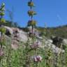 Fotografia 8 da espécie Mentha cervina do Jardim Botânico UTAD