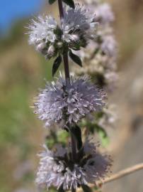 Fotografia da espécie Mentha cervina