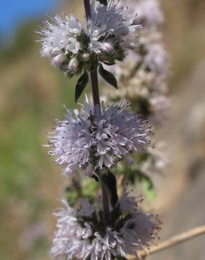 Fotografia 9 da espécie Mentha cervina no Jardim Botânico UTAD