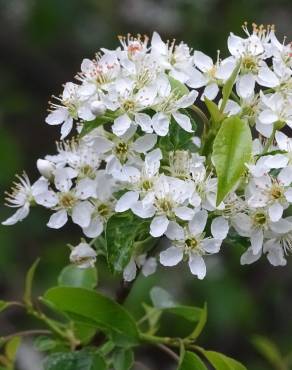 Fotografia 1 da espécie Prunus mahaleb no Jardim Botânico UTAD