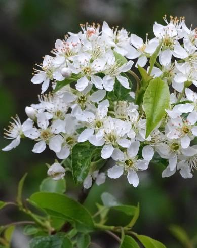 Fotografia de capa Prunus mahaleb - do Jardim Botânico