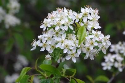 Fotografia da espécie Prunus mahaleb