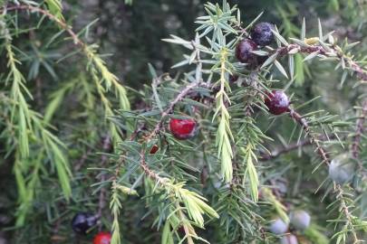 Fotografia da espécie Juniperus oxycedrus subesp. oxycedrus
