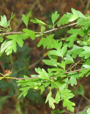 Fotografia 5 da espécie Crataegus monogyna no Jardim Botânico UTAD