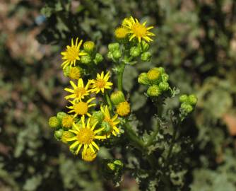 Fotografia da espécie Jacobaea vulgaris