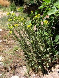 Fotografia da espécie Jacobaea vulgaris