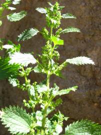 Fotografia da espécie Urtica urens