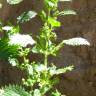 Fotografia 3 da espécie Urtica urens do Jardim Botânico UTAD