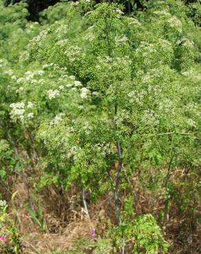 Fotografia 3 da espécie Conium maculatum no Jardim Botânico UTAD