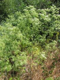 Fotografia da espécie Conium maculatum