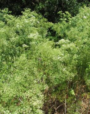 Fotografia 6 da espécie Conium maculatum no Jardim Botânico UTAD