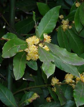 Fotografia 11 da espécie Laurus nobilis no Jardim Botânico UTAD