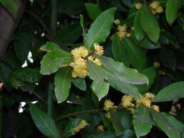 Fotografia da espécie Laurus nobilis